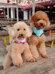 dog friendly brewery in south beach singapore