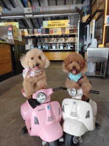 dog friendly brewery in southbeach