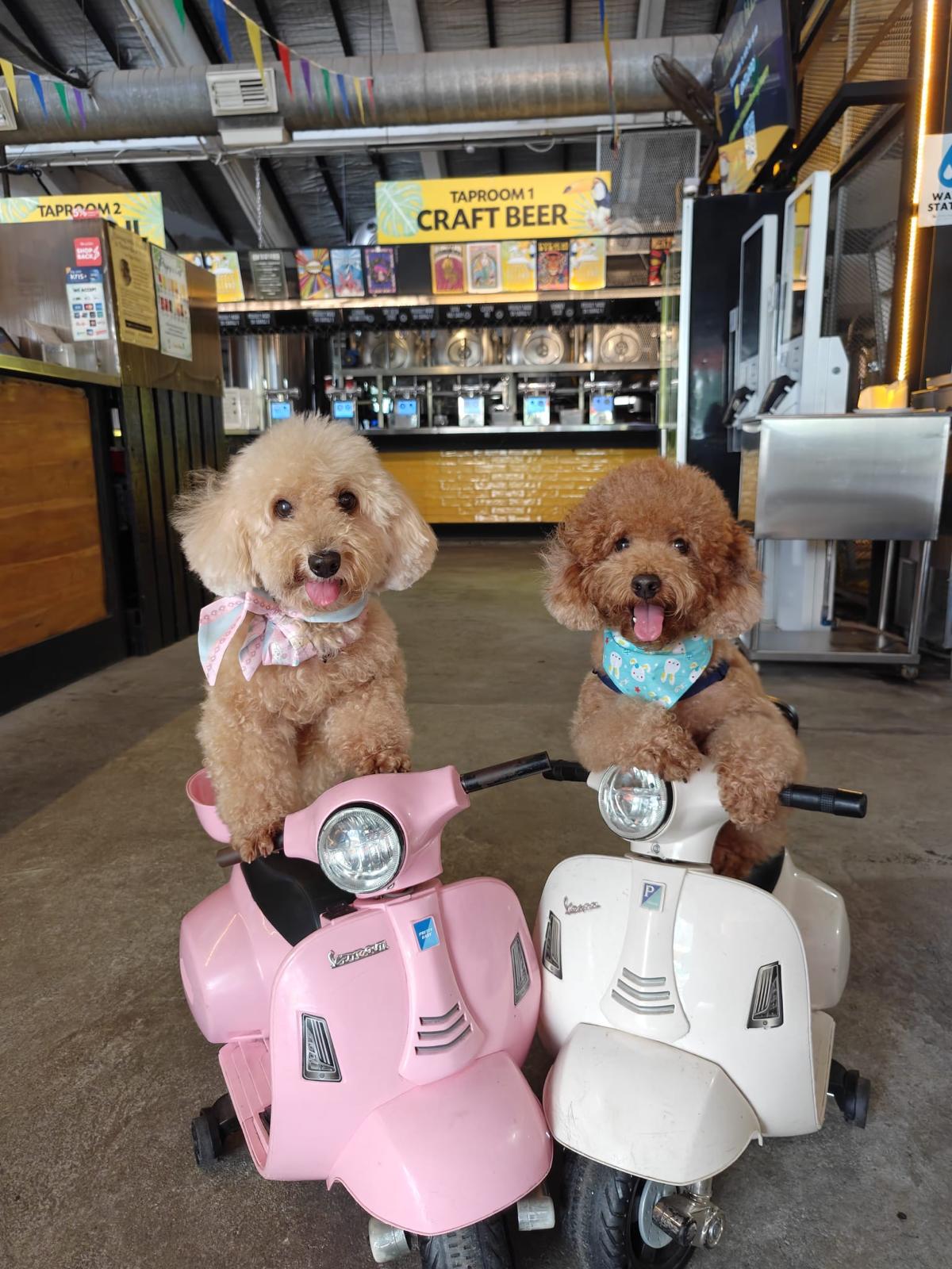 dog friendly brewery in southbeach